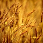 تولید 14 تن گندم در سال جاری