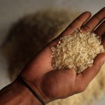 برنج آلوده به آرسنیک