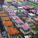 صادرات گل