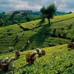 بیمه فراگیر باغات چای