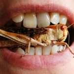 پرورش حشرات برای غذای انسان