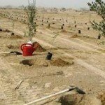کاشت نهال درخت در خوزستان