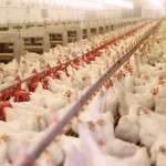 وضعیت بحرانی مرغ گوشتی