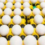 ممنوعیت صادرات تخم مرغ