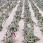 ضرر جبران ناپذیر به کشاورزان خوزستان